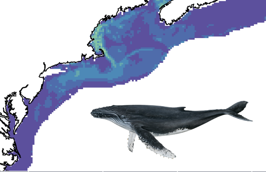 Subseasonal forecasts of marine mammals in the Northeast U.S.